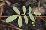 Florida hoarypea